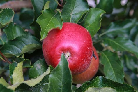 Red Apple Free Stock Photo Public Domain Pictures