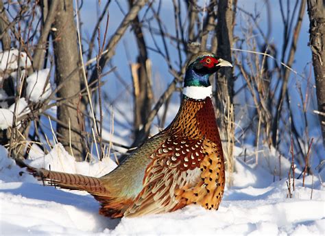 Pheasant In Snow 3150x2292 Animals Snow Goose Critter