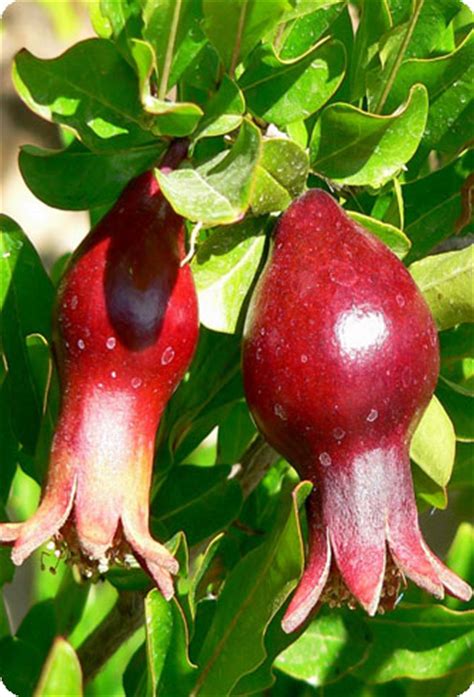 Punica Granatum NANA или Гранат Карликовый (семена)