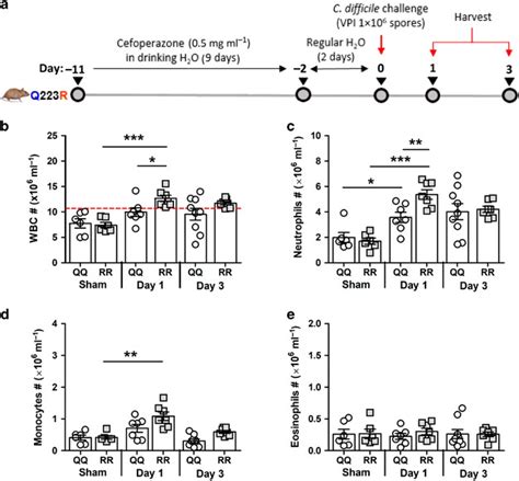 Leptin Receptor Q223r Polymorphism Influences Neutrophil Mobilization