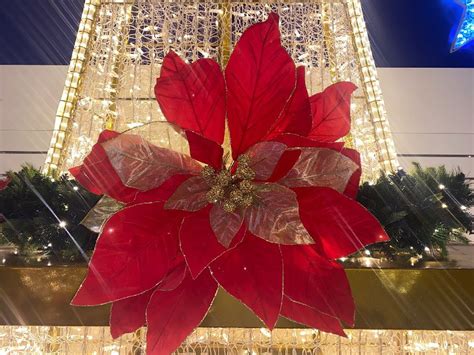 800mm Flower Poinsettia Red Velvet Gold Edge Chas Clarkson