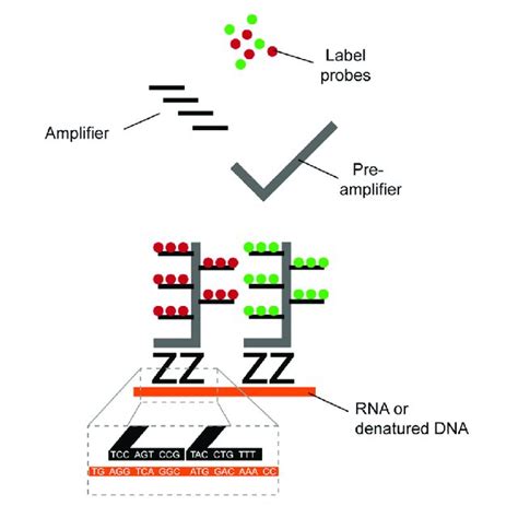 Schematic Representation Of The ATAC Seq Technology Tn5 Transposases