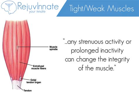 A Look at Tight & Weak Muscles - RejuvInnate