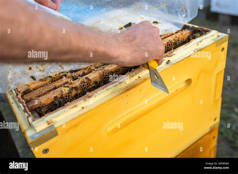 Imker Mit Waben Fotos Und Bildmaterial In Hoher Aufl Sung Alamy