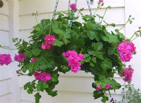 Pelargonium peltatum - Alchetron, The Free Social Encyclopedia