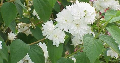 Iasomie Philadelphus Belle Etoile