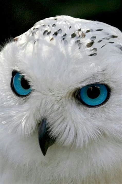 Snowy Owl Snowy Owls Nest In The Arctic Tundra Of The Northermost