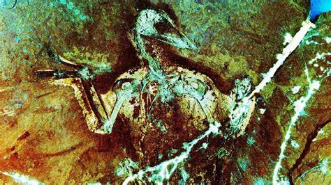 Chinese fossils confirm feathered dinosaurs powered flight