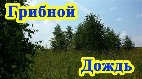 Грибной дождь - YouTube