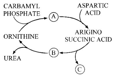 In the skeletal form of Ornithine cycle given below, some intermediate pr..