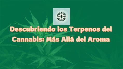 Descubriendo los Terpenos del Cannabis Más Allá del Aroma