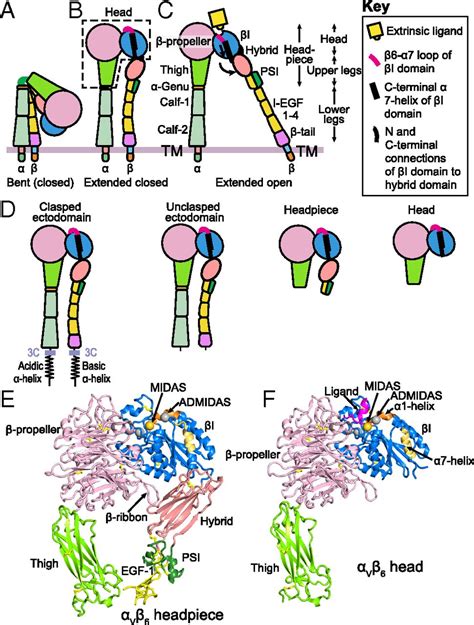 High integrin αVβ6 affinity reached by hybrid domain deletion slows