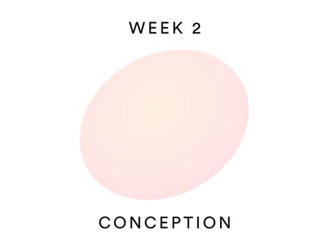 2 Weeks Pregnant: Your Journey Begins – Bellabeat