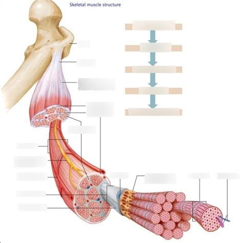 Diagram Of Skeletal Muscle Structure Quizlet