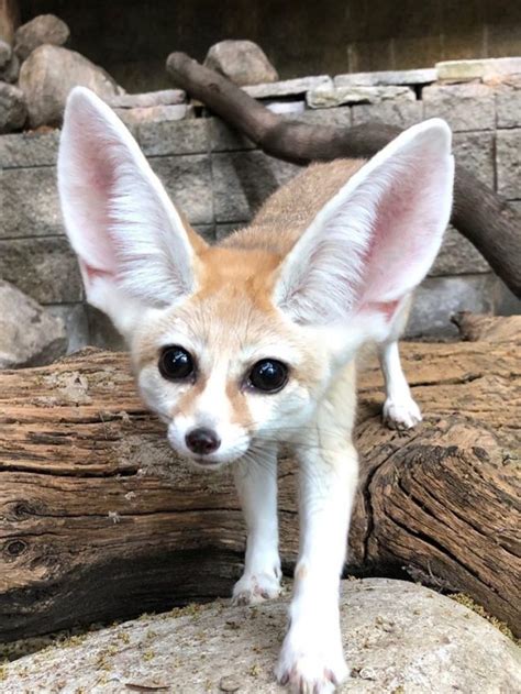 Facts About Fennec Fox - ThePetsMagazine