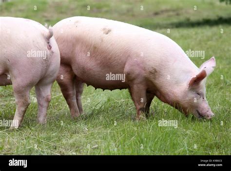 young domestic breed pig  natural environment stock photo alamy