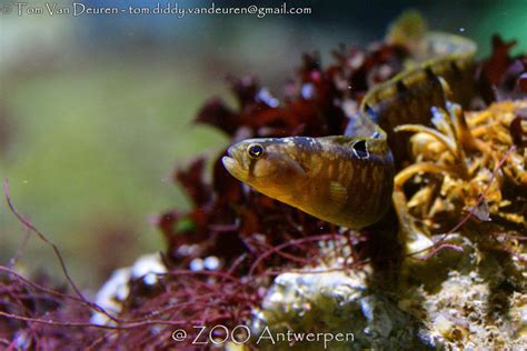 Botervis Pholis Gunnellus Rock Gunnel A Photo On Flickriver