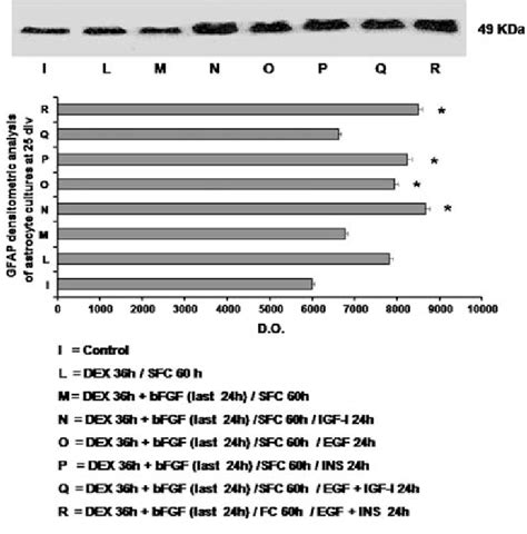 Representative Immunoblot And Densitometric Analysis Of Astrocyte