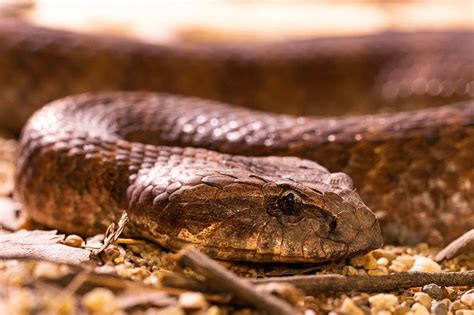 A Guide To Identifying Common Snakes In East Texas Eye And Pen