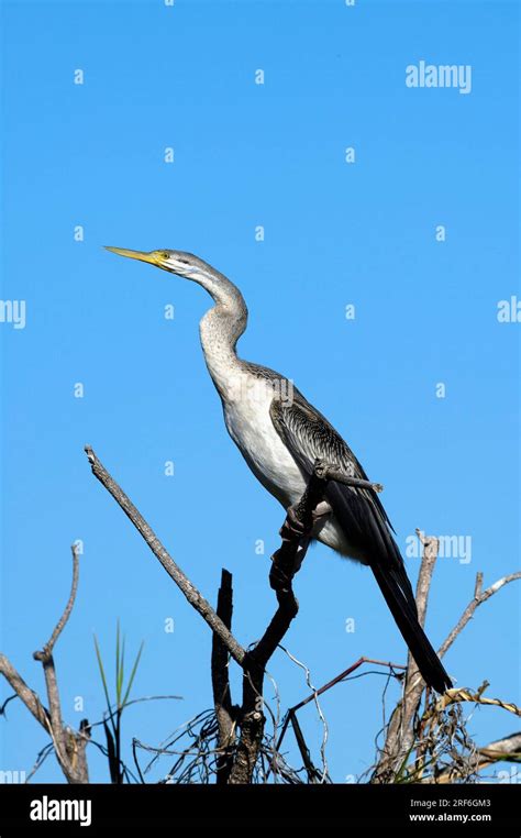 Indian Oriental Darter Anhinga Melanogaster Kakadu National Park