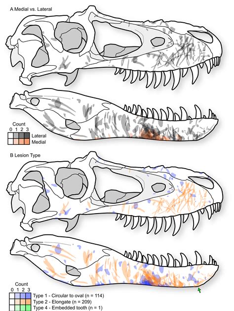 Intraspecific Facial Bite Marks In Tyrannosaurids Provide Insight Into Sexual Maturity And