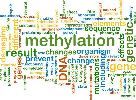 Detoxification and Methylation..What? • Natalie Steiner