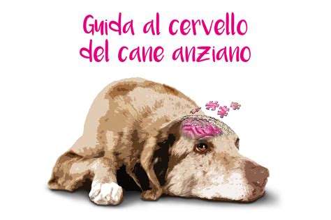 Guida Al Cervello Del Cane Anziano