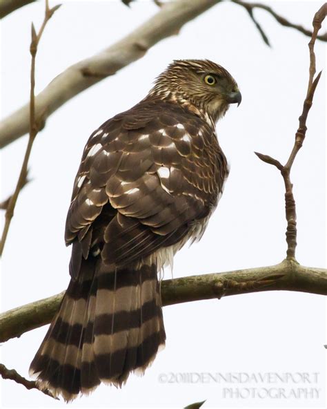 Sharp-shinned Hawk – Juvenile – dennisdavenportphotography.com