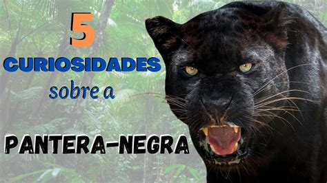 Pantera Negra Veja Curiosidades Sobre Esse Felino Fant Stico Um Dos