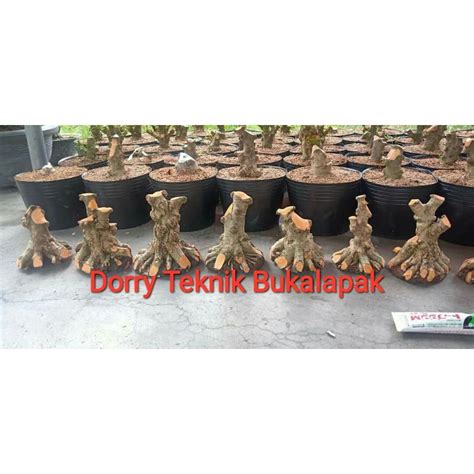 Jual Bonsai Anting Putri Batang Besar Akar Keliling Shopee Indonesia