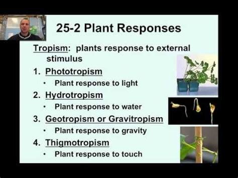 Thigmotropism Diagram