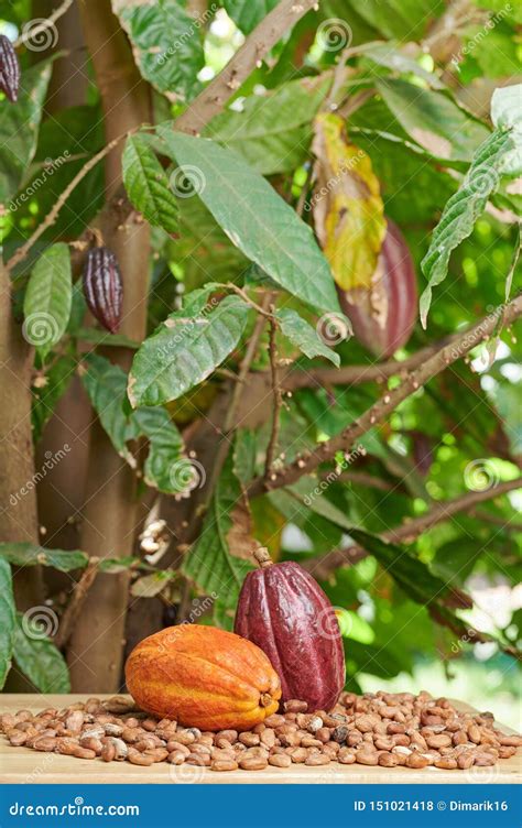 Natural cacao farm stock photo. Image of core, cocoa - 151021418