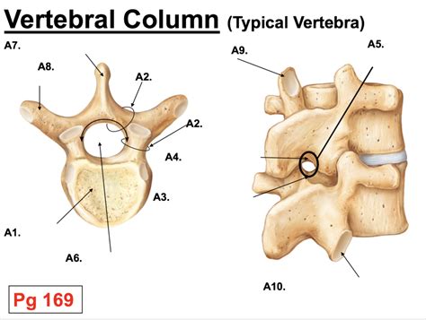 Vertebral Column Typical Vertebra Diagram Quizlet