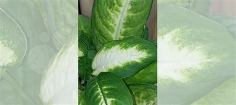 Диффенбахия Камила, Адениум, Диффенбахия Ами купить в Москве | Товары ...