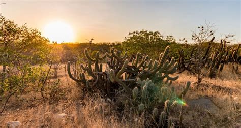 Biomas brasileiros | Saiba tudo sobre viagens | Blog CVC