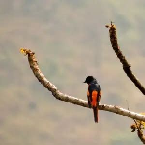 Scarlet minivet - Facts, Diet, Habitat & Pictures on Animalia.bio