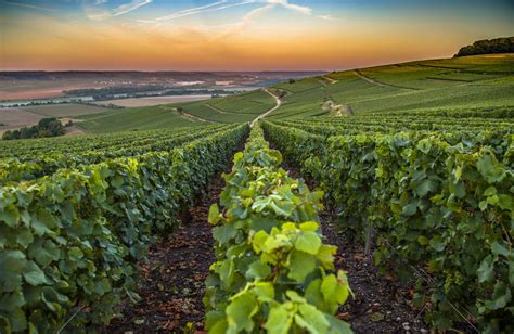 French Vineyards