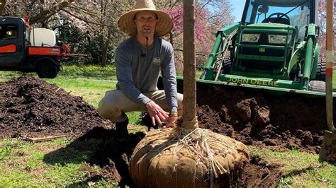 Gardeners Almanac April 12 Planting Bandb Tree Youtube