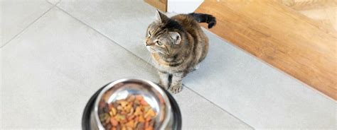 L alimentation d un chat d intérieur stérilisé Purina