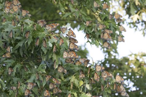 10 amazing facts about monarch butterflies and their migration