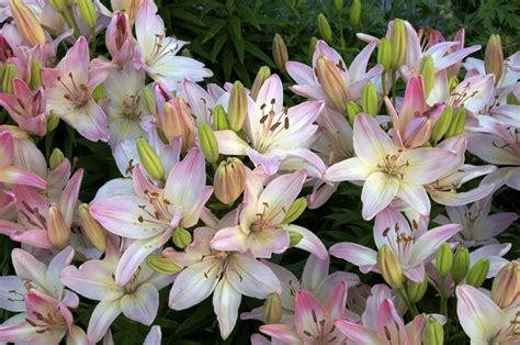 14 Stunning Lily Varieties To Plant