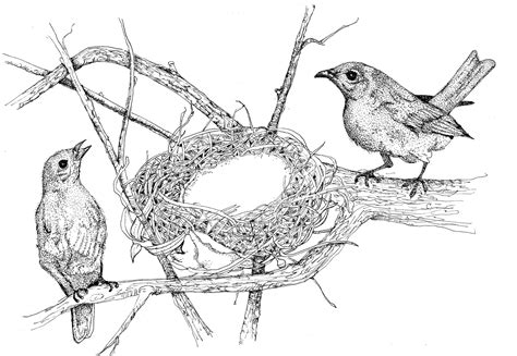 Tree And Bird Drawing at GetDrawings | Free download