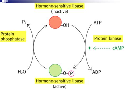 Fat And Amino Acid Metabolism Lectures And Flashcards Quizlet