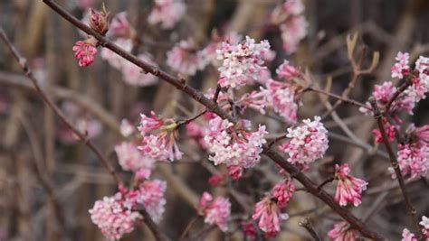 Winter Viburnum (viburnum X Bodnantense Stock Footage Video (100% ...