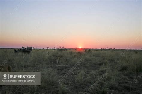 A Pride Of Lions Panthera Leo Walk Past A Safari Vehicle At Sunset In