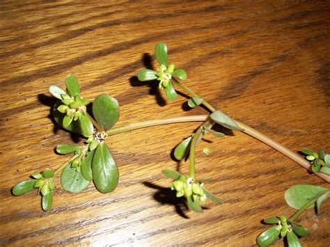 Foraging For Purslane Penniless Parenting