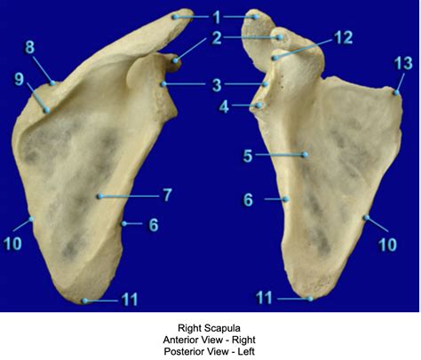 Scapula Diagram Quizlet