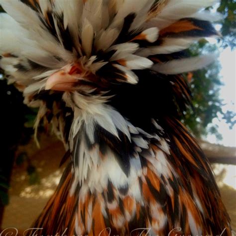 Tolbunt Polish pullet chicken | Polish chicken, Pullets chickens, Chicken pictures