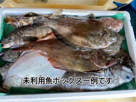 【知床羅臼直送】未利用魚ボックス｜魚介類の商品詳細｜ポケットマルシェ｜産直産地直送通販 旬の果物・野菜・魚介をお取り寄せ