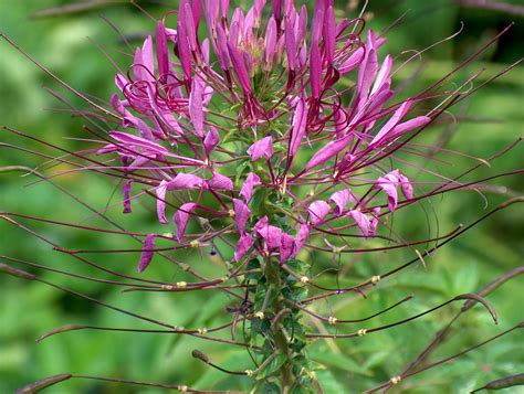 1366x768 wallpaper | purple cluster flower | Peakpx